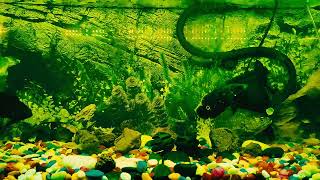 Relaxing Night Aquarium Oscar Fish Tank Sounds ~ NO MUSIC ASMR 20221121