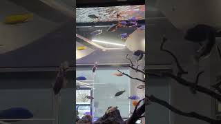 What a wall fish tank! 😍 #fish #fishtank #wall #huge #beautiful #aquarium #water #colorful