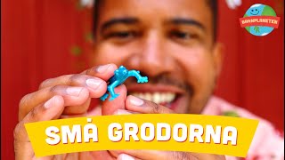 Yankho - Små grodorna