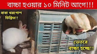 খরগোশ বাচ্চা দেয়ার লক্ষন | খরগোশ পালন | খরগোশ বাচ্চা দেয়ার দশ মিনিট আগে by grow life 2,863 views 1 month ago 5 minutes, 58 seconds