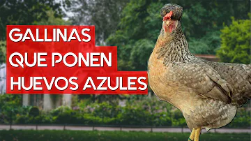 ¿Quién pone huevos azules?