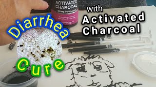 Guinea Pig Diarrhea Cure with Activated Charcoal Capsules- Detailed Instructions