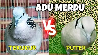 DUET VERSI LOKAL‼️Suara burung tekukur vs puter perpaduan suara indahnya sangat menawan