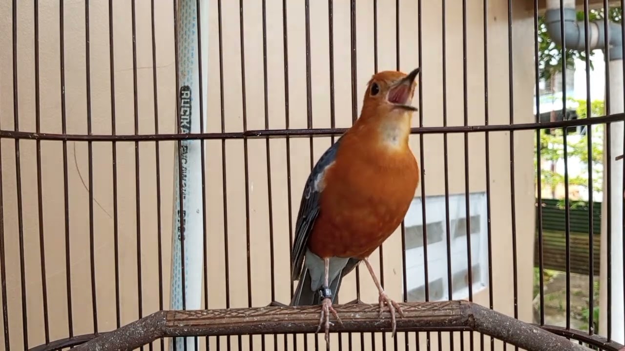 ANIS MERAH GACOR, PANCINGAN LANGSUNG BIKIN GACOR | 2