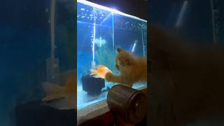 Cat playing with Fish #cat #catplaying #fish #catandfish