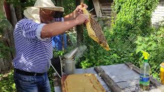 Как получается мед.Как правильно пересадить пчел в новый улей.