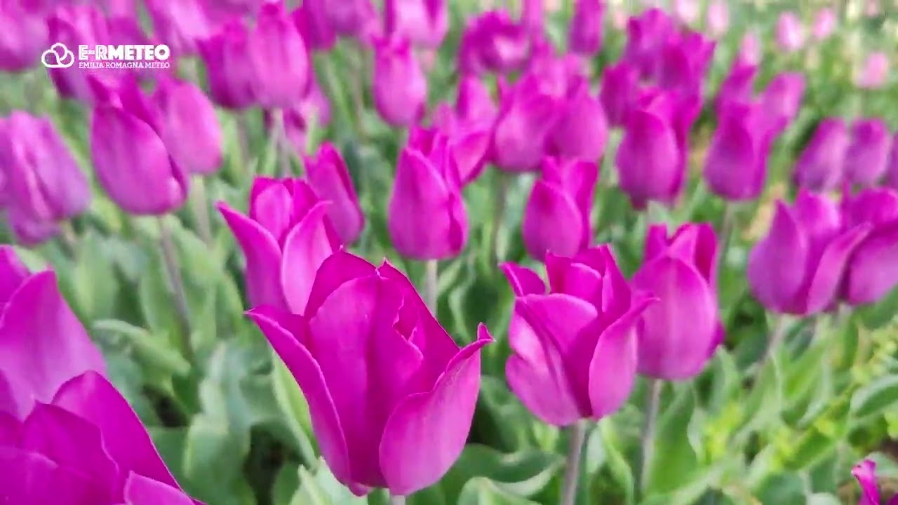 Tulilove, Giardini di Myrna - Castiglione di Cervia