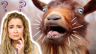 Why Do Goats Scream? Thor Love And Thunder Screaming Goats Explained! Resimi