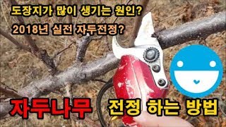 실전 자두전정하는 방법 자두나무 가지치기 방법 전지전정