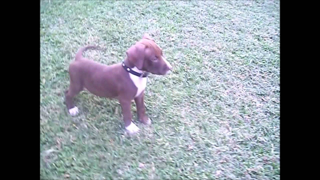 Cachorro Pitbull Chocolate Con Blanco Hencon Youtube Cachorro Pitbull Chocolate Con Blanco Hencon Youtube