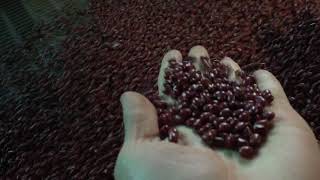 Red Beans Color Sorter Machine-Color Sorting Video