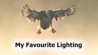 How to Backlight in Bird Photography - with Paul Miguel by Paul Miguel Photography 4,509 views 3 weeks ago 13 minutes, 39 seconds