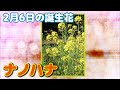 2月6日の誕生花 ナノハナ どんな花？あなたに送る花言葉は?