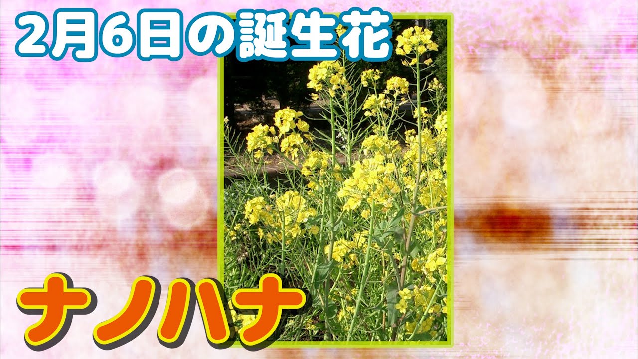 2月6日の誕生花 ナノハナ どんな花 あなたに送る花言葉は Youtube