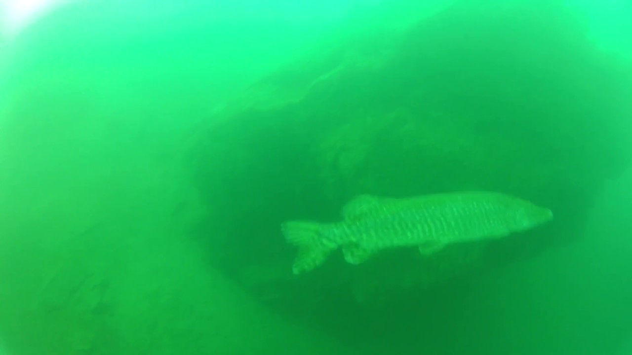 Tauchgang im Walensee, Schweiz -  Hecht gesehen -