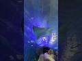 Aquarium at the Boardwalk - Branson, MO