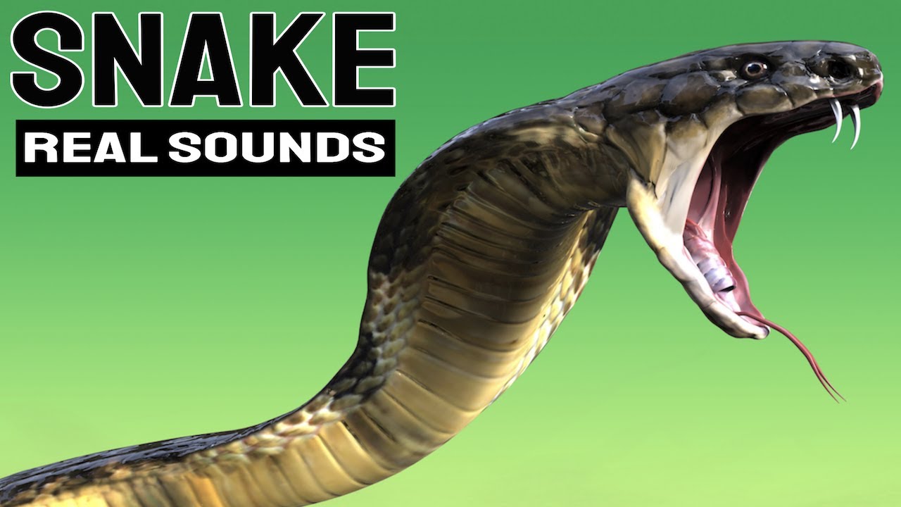 Snake Sound Effect Loud