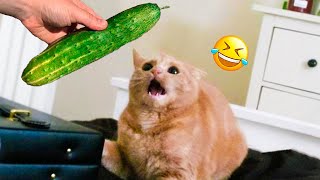 Funny Dogs And Cats Videos 2024   Best Funniest Animal Videos Of The Month  Part 13