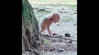 anak monyet kelaparan #video#monyet