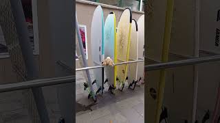 Peter Rabbit Loves Tenerife... And, Surfing