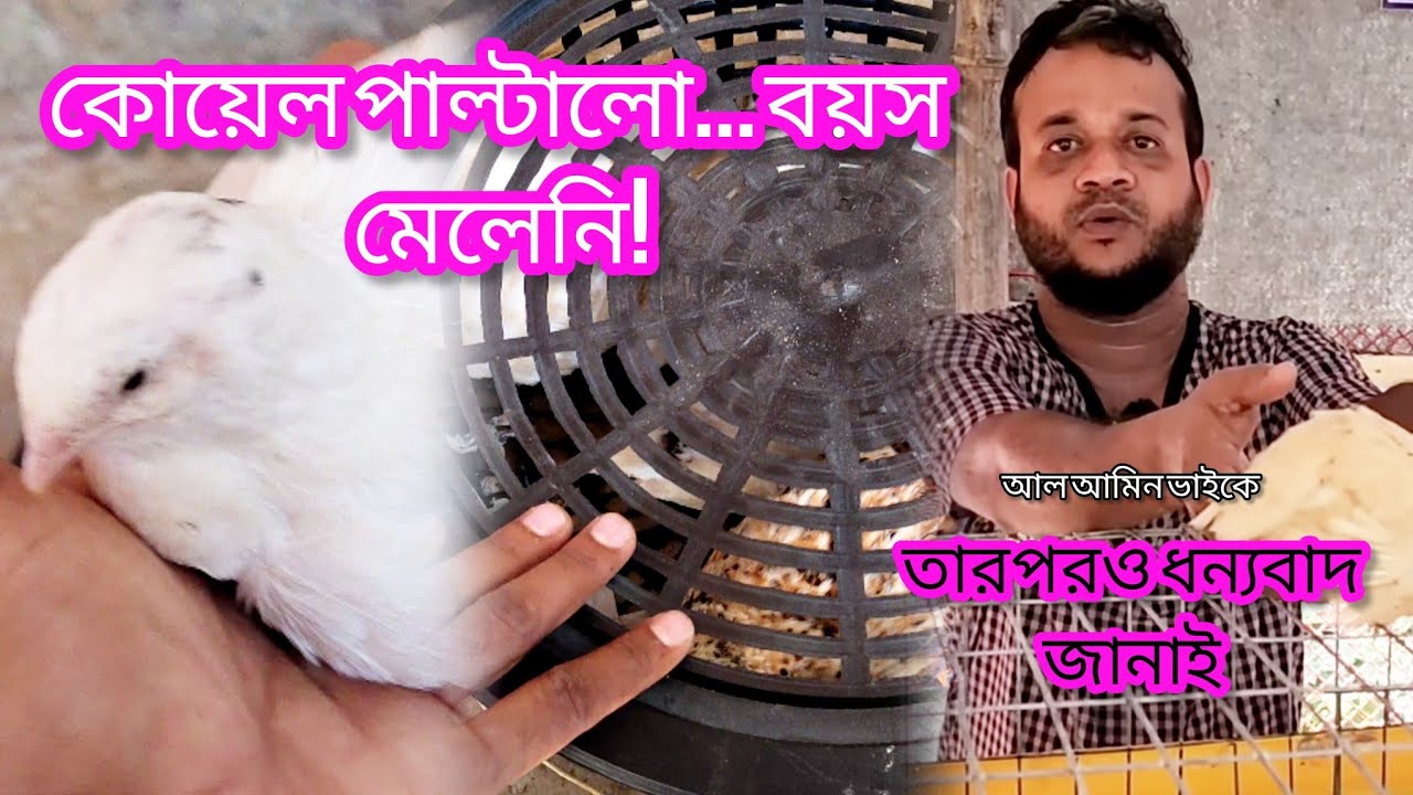 "ইউরোপিয়ান কোয়েল পাল্টে দিল! কিন্তু একই বয়সের দিল না..