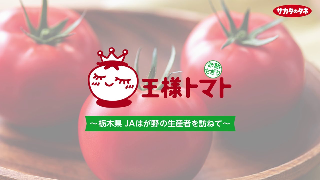 産地紹介】「王様トマト」～栃木県 JAはが野の生産者を訪ねて～ - YouTube