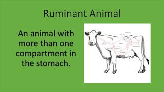 Effects of Cattle Nutrition on Cattle Ruminant Stomach