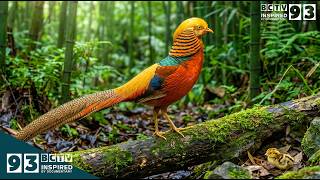 Chrysolophus pictus: 210 Days From Egg to Survivor | Golden Pheasant Documentary