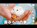 ハムスターの飼い方】ハムちゃんが喜ぶことはこれだ！【令和最新版】