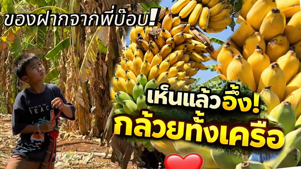 	🔥 “จูเนียร์จะว่ายังไง? ได้กล้วยสุกทั้งเครือ!”