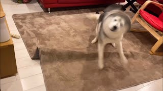 滑り止め付きカーペットの全てを無に帰すシベリアンハスキー