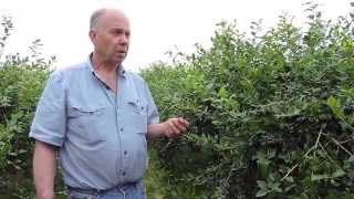 The Benefits of Regenerative Systems in berry production