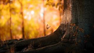 Beyond the Dawn & - When Nature Loves... - YouTube