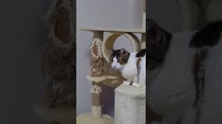 🐱 다이소의 고양이 동굴 DIY #shortvideo #고양이 #한국 #부산 #다이소