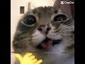 Meme cat wasted