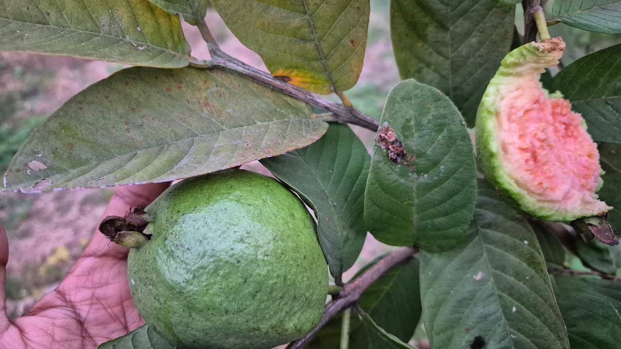 ताइवान पिंक अमरूद क्यों है दूसरी किस्मों से बेहतर? | पूरी जानकारी