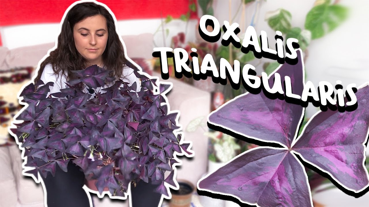 How To Care Oxalis Triangularis | Purple Shamrock Plant - YouTube