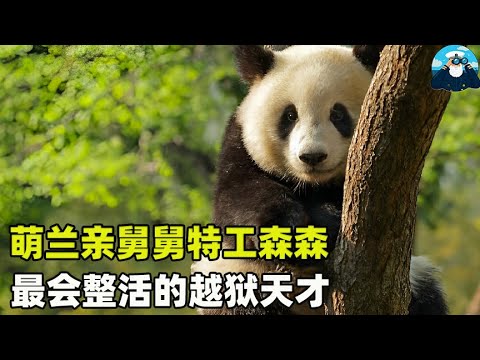 萌兰亲舅舅特工森森，最会整活的越狱天才，原来外甥随舅舅是真的【船长动物园】