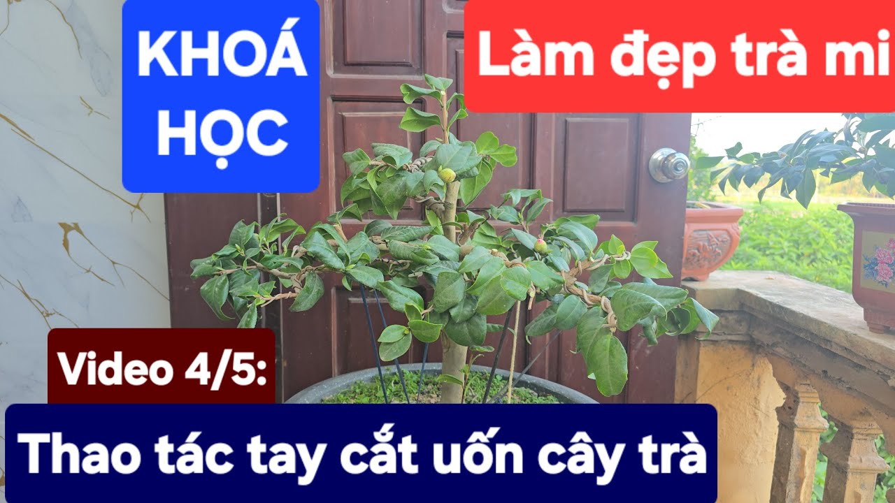 KHOÁ HỌC: Làm đẹp trà mi. Video 4/5: Thao tác tay cắt uốn cây trà