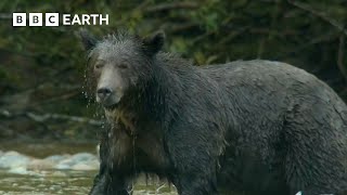 Grizzly Bear Hunts Salmon | How Nature Works | BBC Earth Kids