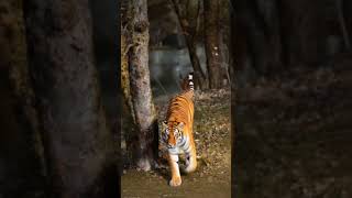 Look at this Royal White Tiger! #shorts #whitetiger #viral #trending #animal #attitude #shortfeed