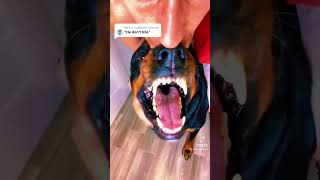 Growling Rottweiler Tooth Inspection. (Hands On)