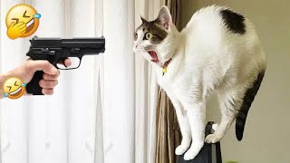 Trending Funny Animals🤣Funniest Dogs and Cats😻🐶😁#3 by Pet Killahbeec  128 views 1 month ago 32 minutes