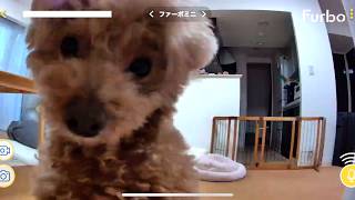 新しいカメラで愛犬のお留守番を隠し撮りして覗いたら可愛すぎたw【トイプードル】
