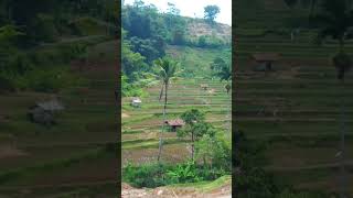 panorama sawah  pasirbiru rancakalong #pemandanganindah #nostalgia #sawah #suasanayangindah