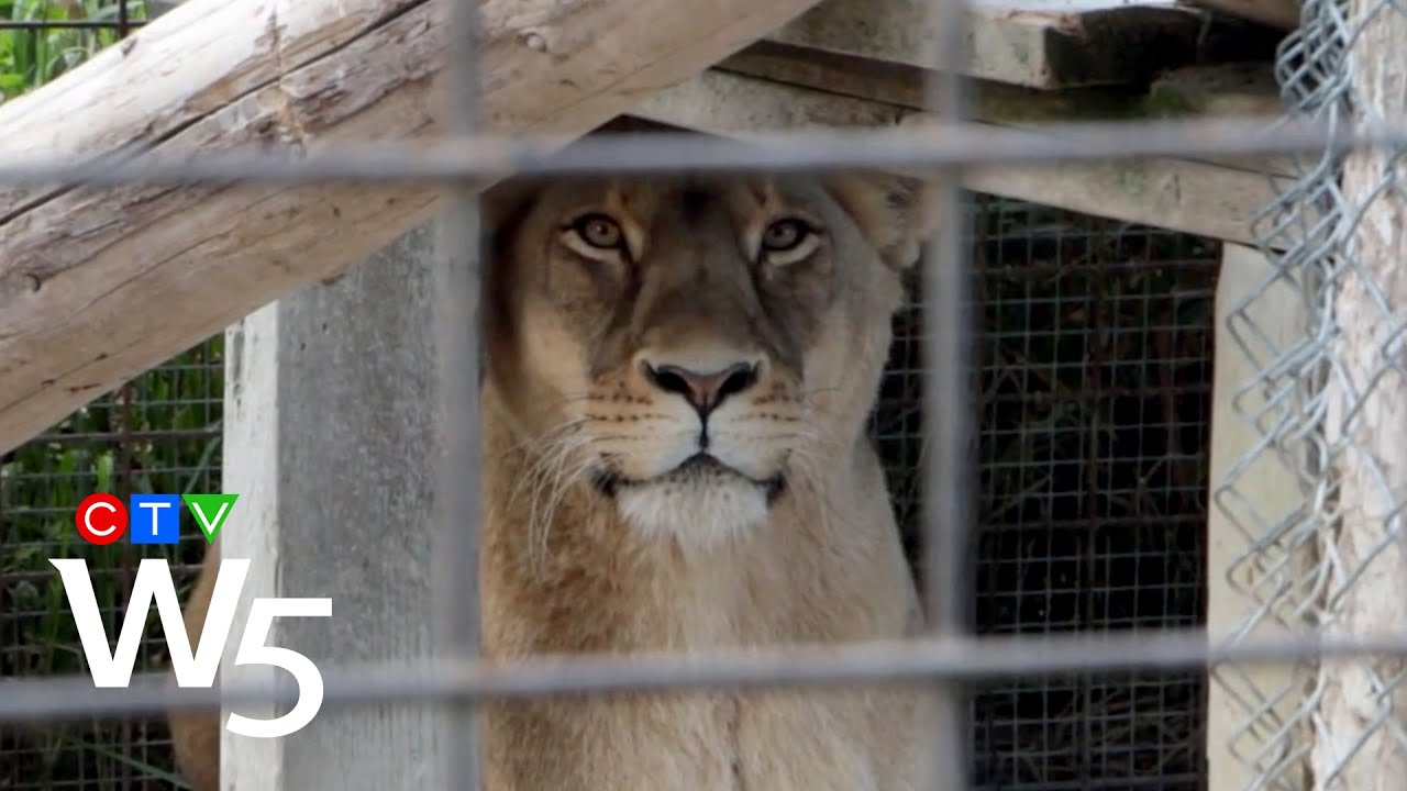 Hidden camera footage exposes conditions at Ontario's roadside zoos | W5 INVESTIGATION