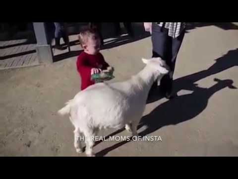 farting-goats