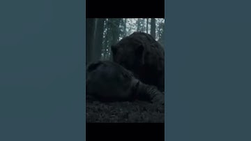 The greatest acting of all time | Leonardo Di Caprio | the Revenant