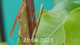 pear grafting // прививка груши весной