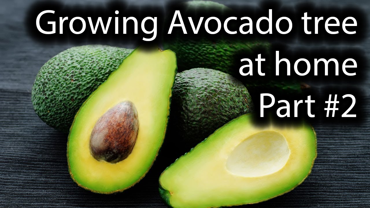 avocado tree grown from seed different types of different types of avocado